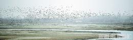 【天山守望】环境优势显现 鸟类“朋友圈”扩大 逾300种候鸟“打卡”新疆